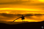 Sandhill Crane flying into the Sunset
