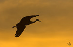 Sandhill Crane flying into the Sunset