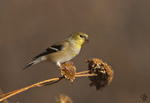 Lesser Finch