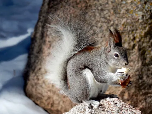 Abert's Squirrel (Sciurus aberti)