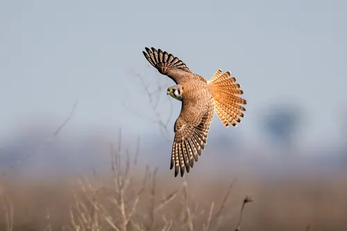 American Kestrel