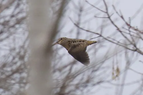 American Woodcock