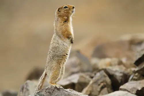 Arctic Ground Squirrel (Urocitellus parryii)