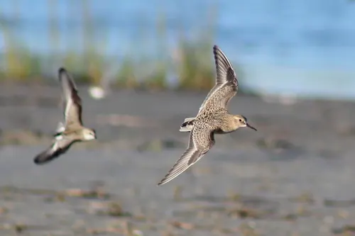 Baird's Sandpiper (Calidris bairdii)
