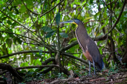 Bare-throated Tiger-Heron (Tigrisoma mexicanum)