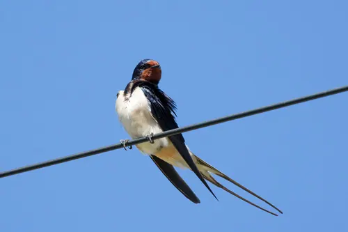 Barn Swallow (Hirundo rustica)