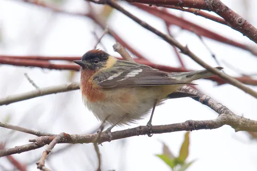 Bay-breasted Warbler (Setophaga castanea)