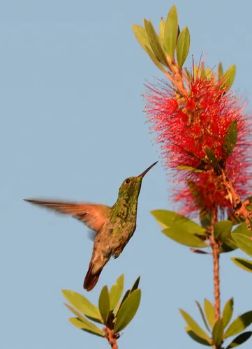 Berylline Hummingbird (Saucerottia beryllina)