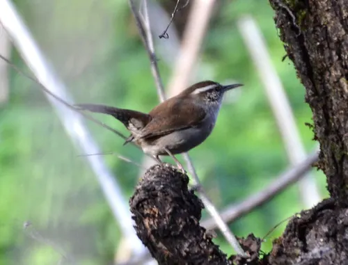 Bewick's Wren (Thryomanes bewickii)