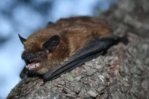 Big Brown Bat