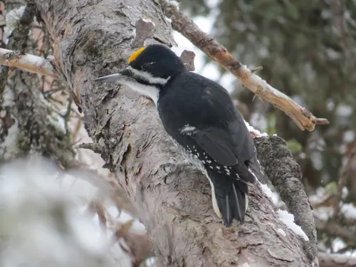 Black-backed Woodpecker (Picoides arcticus)