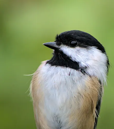 Black-capped Chickadee (Poecile atricapillus)