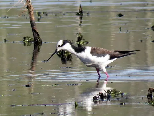 Black-necked Stilt (Himantopus mexicanus)