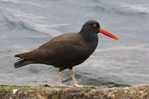 Black Oystercatcher (Haematopus bachmani)