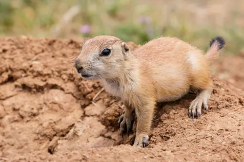 Black-tailed Prairie Dog (Cynomys ludovicianus)