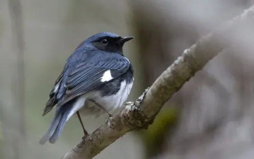 Black-throated Blue Warbler (Setophaga caerulescens)