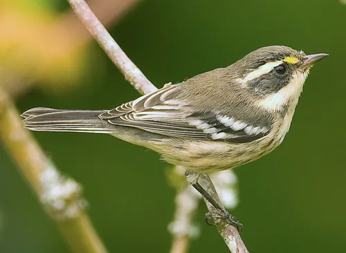 Black-throated Gray Warbler (Setophaga nigrescens)