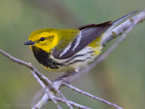 Black-throated Green Warbler (Setophaga virens)