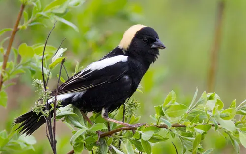Bobolink (Dolichonyx oryzivorus)