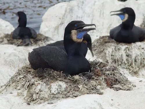 Brandt's Cormorant