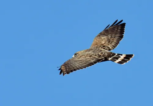 Broad-winged Hawk (Buteo platypterus)