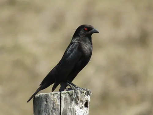Bronzed Cowbird (Molothrus aeneus)