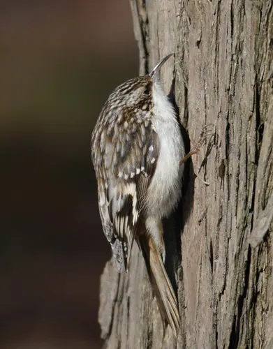 Brown Creeper (Certhia americana)