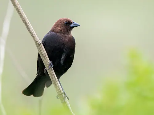 Brown-headed Cowbird