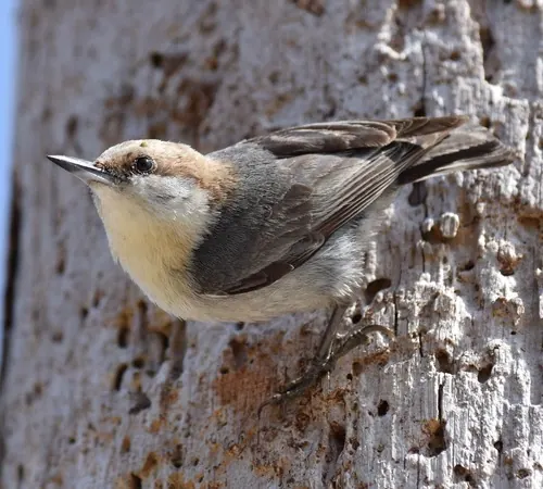 Brown-headed Nuthatch (Sitta pusilla)