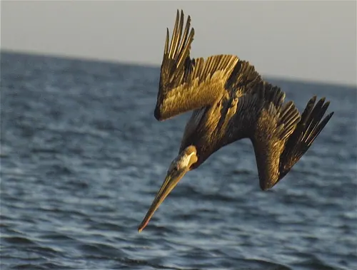 Brown Pelican (Pelecanus occidentalis)
