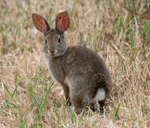 Brush Rabbit