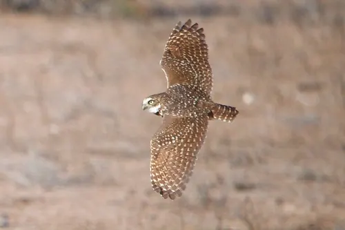 Burrowing Owl (Athene cunicularia)