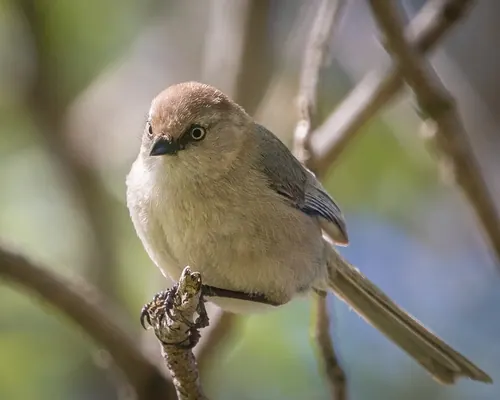 Bushtit (Psaltriparus minimus)