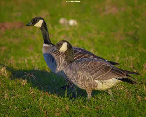 Cackling Goose (Branta hutchinsii)