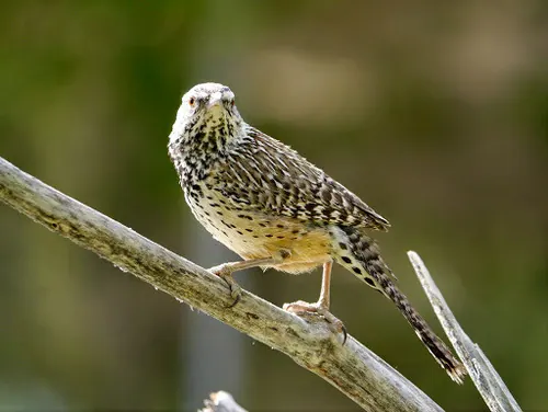 Cactus Wren (Campylorhynchus brunneicapillus)