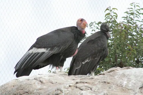 California Condor