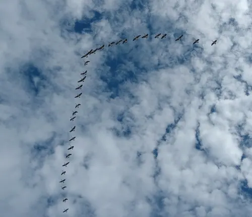 Canada Goose