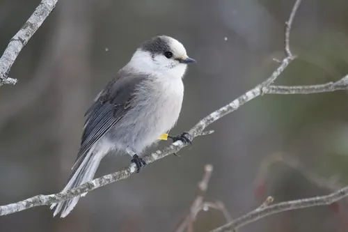Canada Jay (Perisoreus canadensis)
