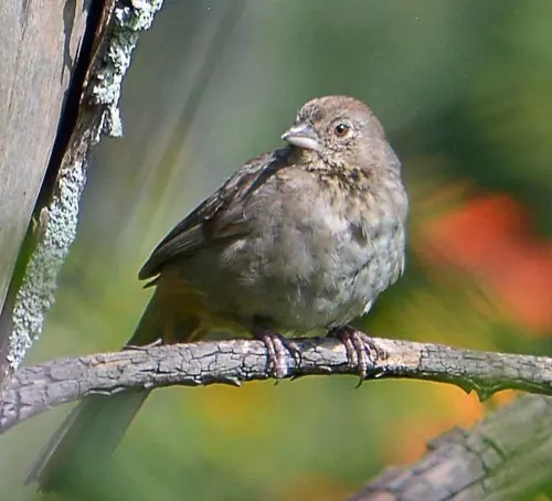 Canyon Towhee (Melozone fusca)
