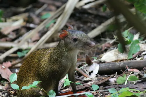 Central American Agouti (Dasyprocta punctata)