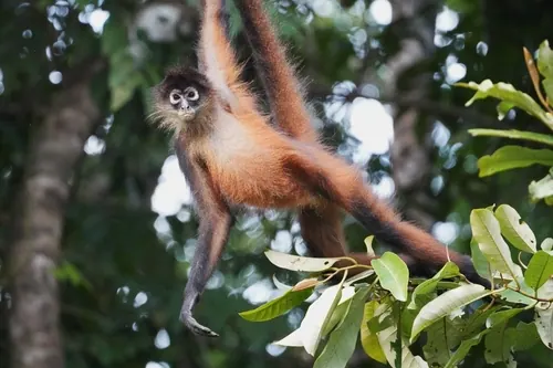 Central American Spider Monkey