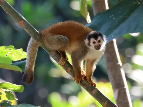 Central American Squirrel Monkey (Saimiri oerstedii)