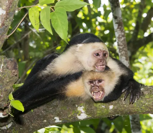 Central American White-faced Capuchin