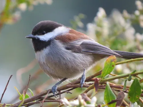 Chestnut-backed Chickadee (Poecile rufescens)