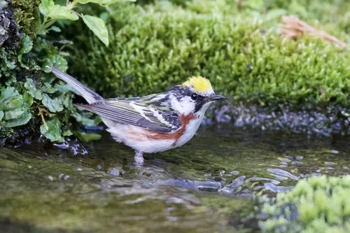 Chestnut-sided Warbler (Setophaga pensylvanica)