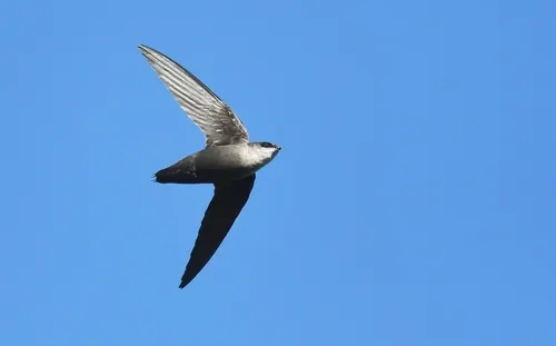 Chimney Swift (Chaetura pelagica)