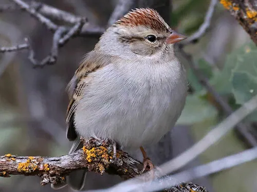 Chipping Sparrow (Spizella passerina)