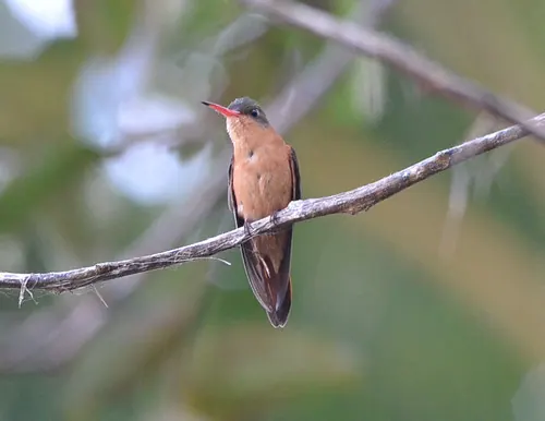 Cinnamon Hummingbird (Amazilia rutila)