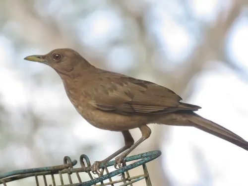 Clay-colored Thrush (Turdus grayi)