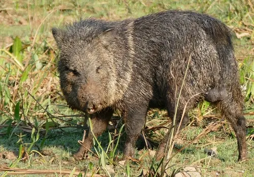 Collared Peccary (Pecari tajacu)